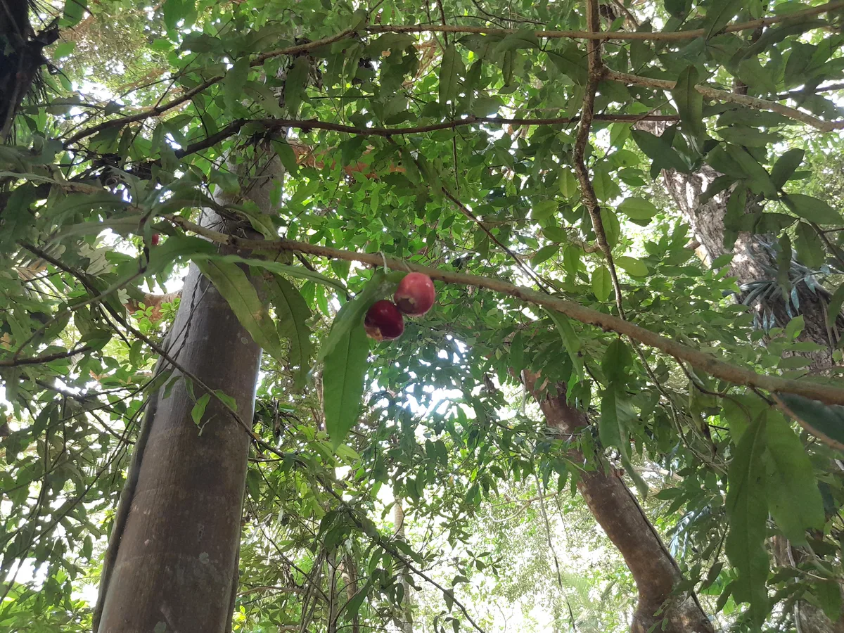Cherry Satinash (Syzygium puberulum)