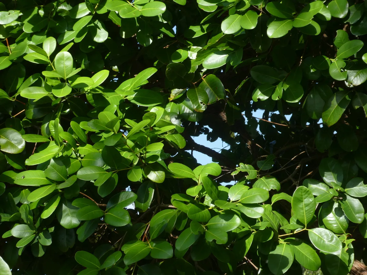 White Apple (Syzygium forte)
