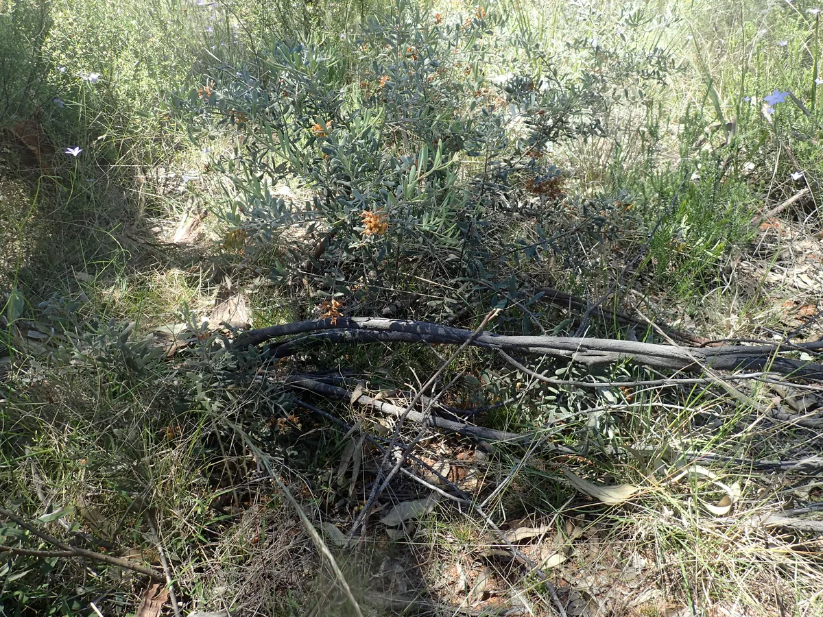 Mistletoe Grevillea (Grevillea floribunda)