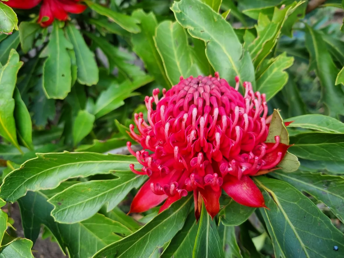Braidwood Waratah (Telopea mongaensis)