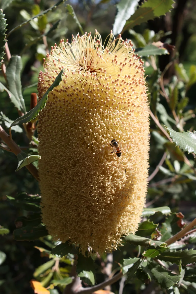 Golden Banksia