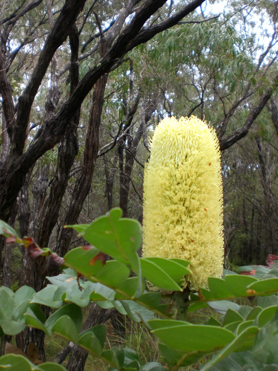 Bull Banksia (Banksia grandis)