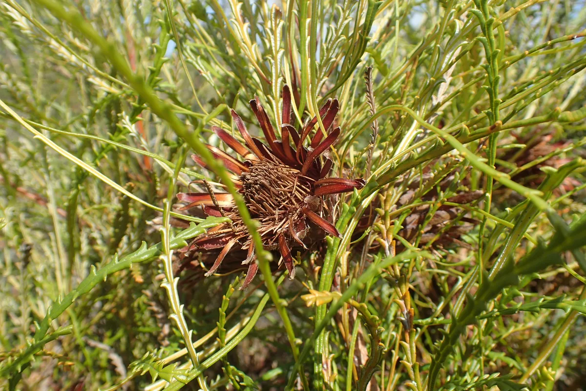Slender Banksia