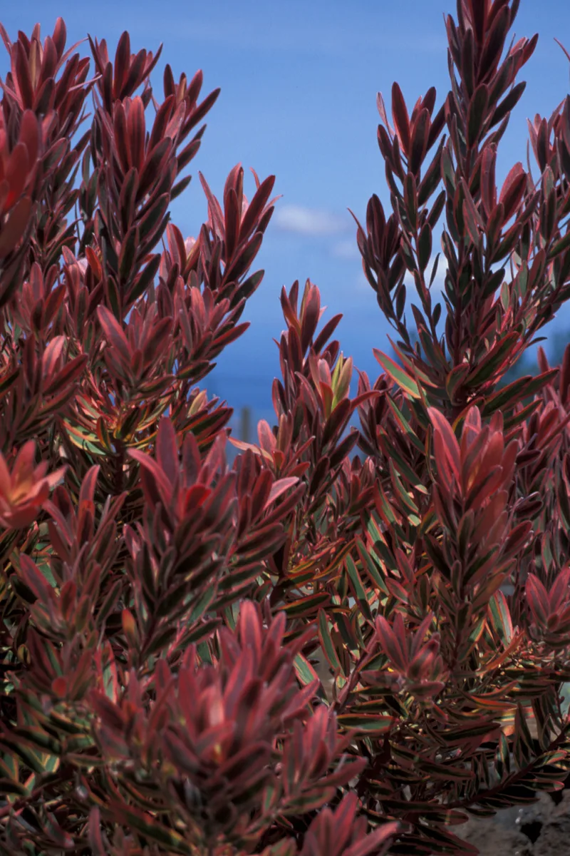 Pink Ice Protea