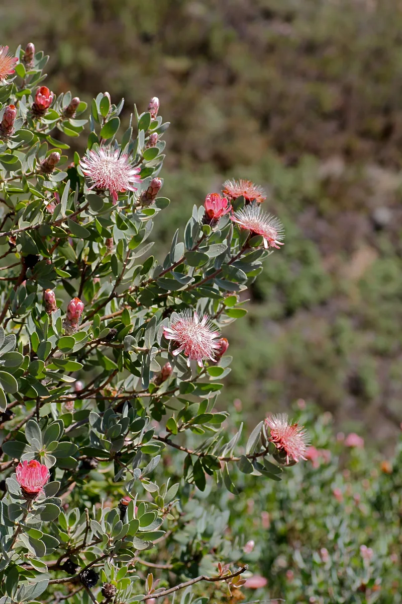 White Water Protea