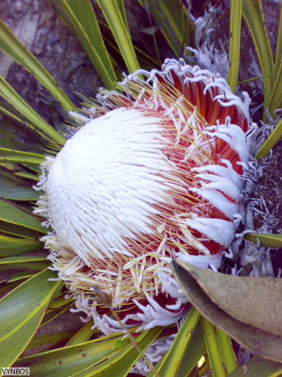 Snowball Protea