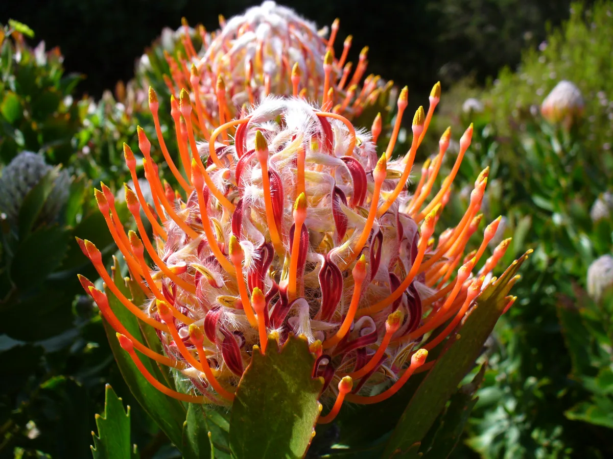 Flame Pincushion