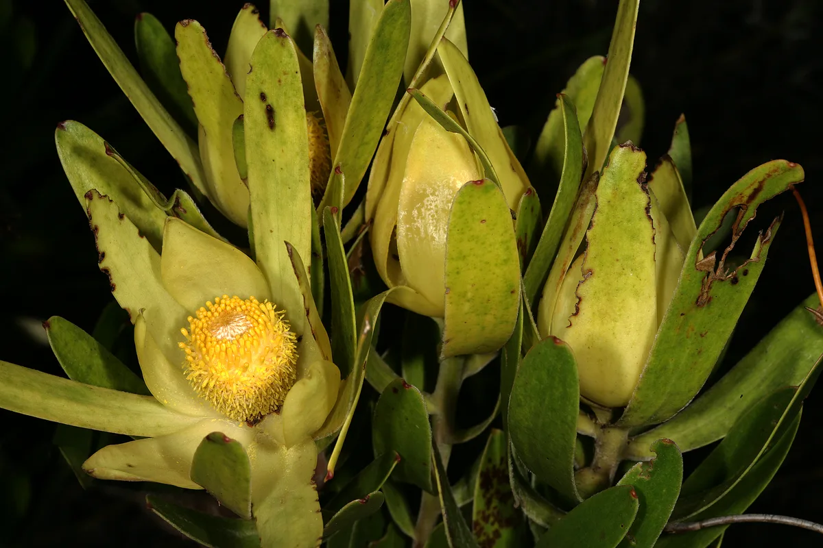 Safari Sunset Conebush (Leucadendron laureolum)