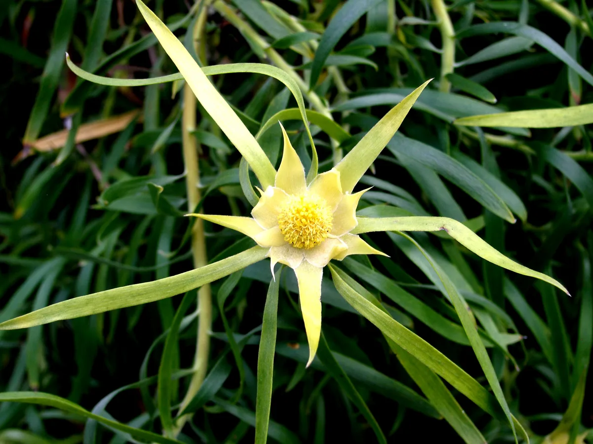 Tree Leucadendron (Leucadendron eucalyptifolium)