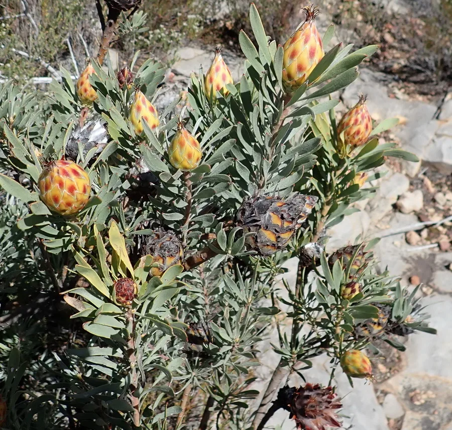 Common Leucadendron (Leucadendron rubrum)