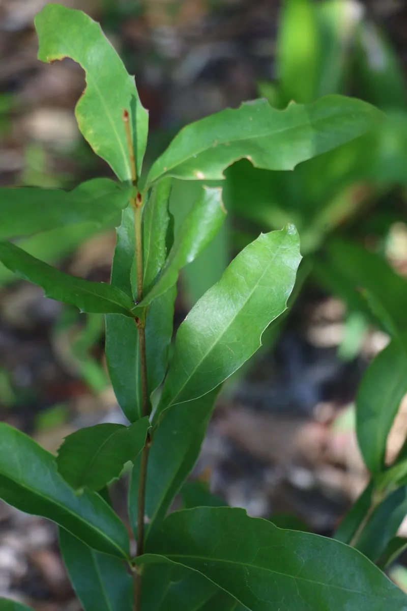 Bulberin Nut
