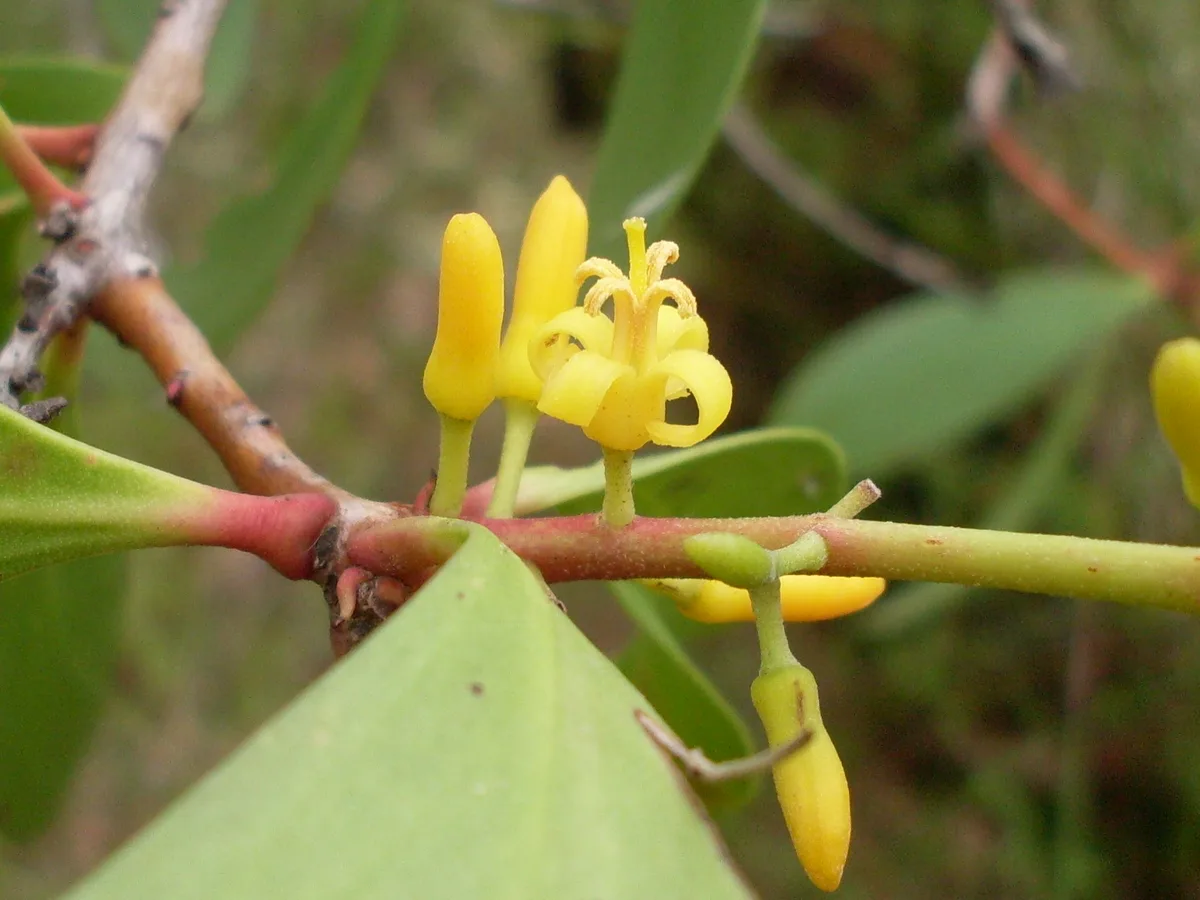 Broadleaf Geebung (Persoonia levis)