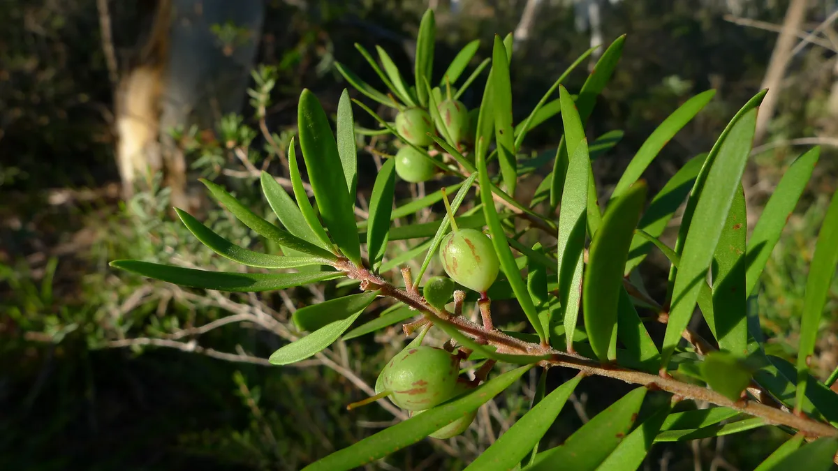 Narrowleaf Geebung