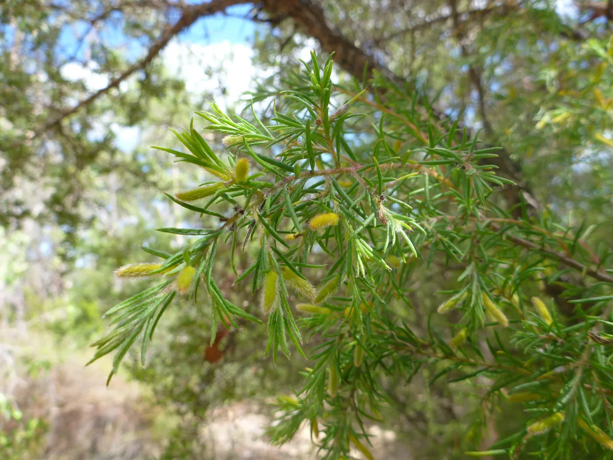 Hairy Geebung
