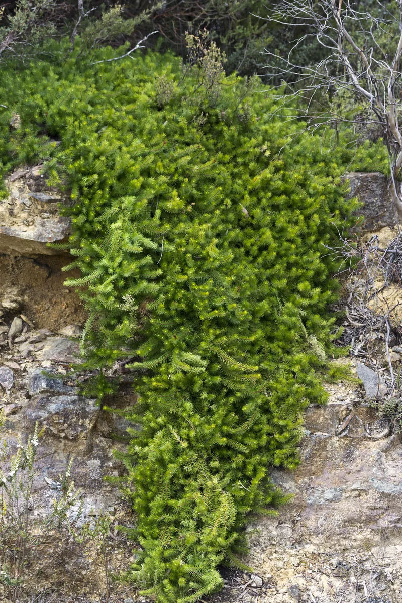 Spreading Geebung