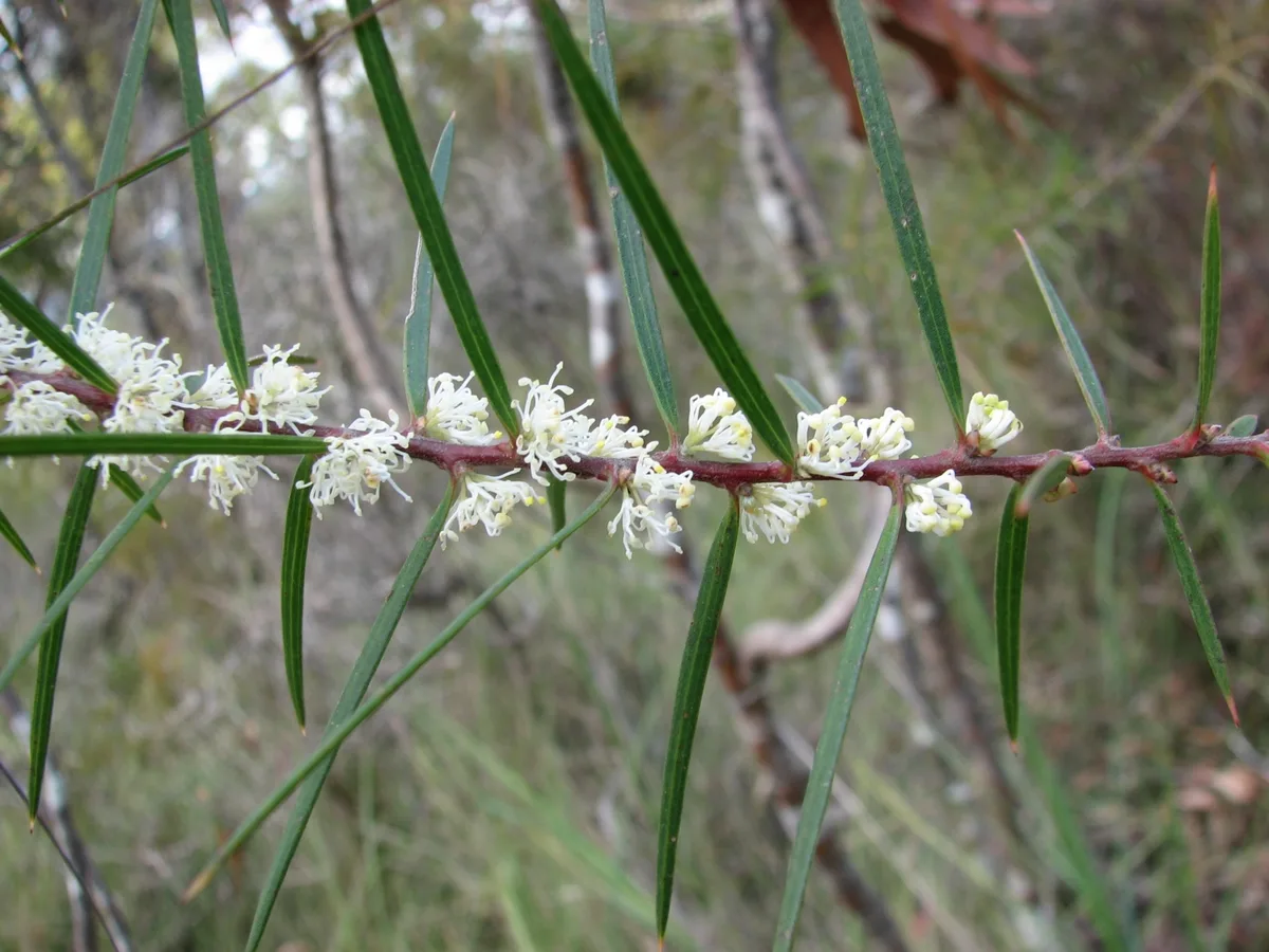 Furze Hakea