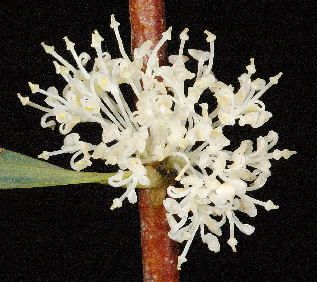Oak Leaf Hakea (Hakea undulata)
