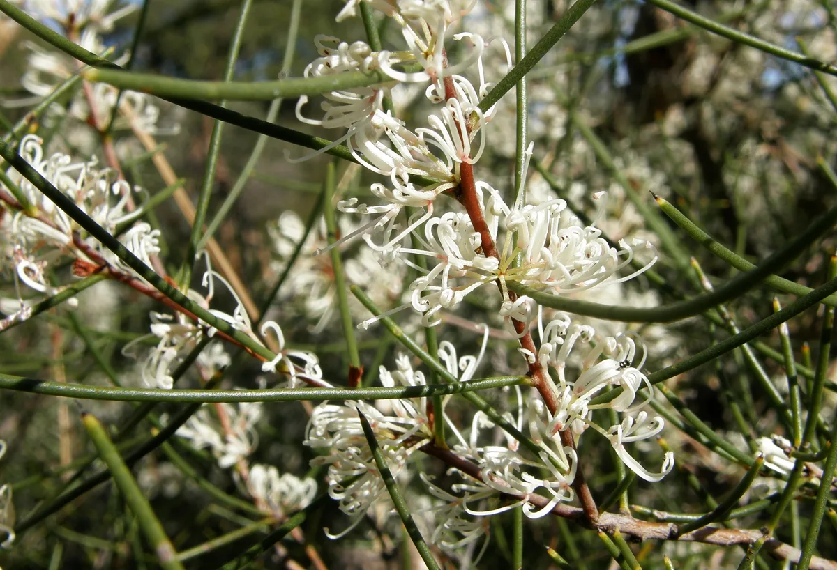 Beaked Hakea (Hakea rostrata)