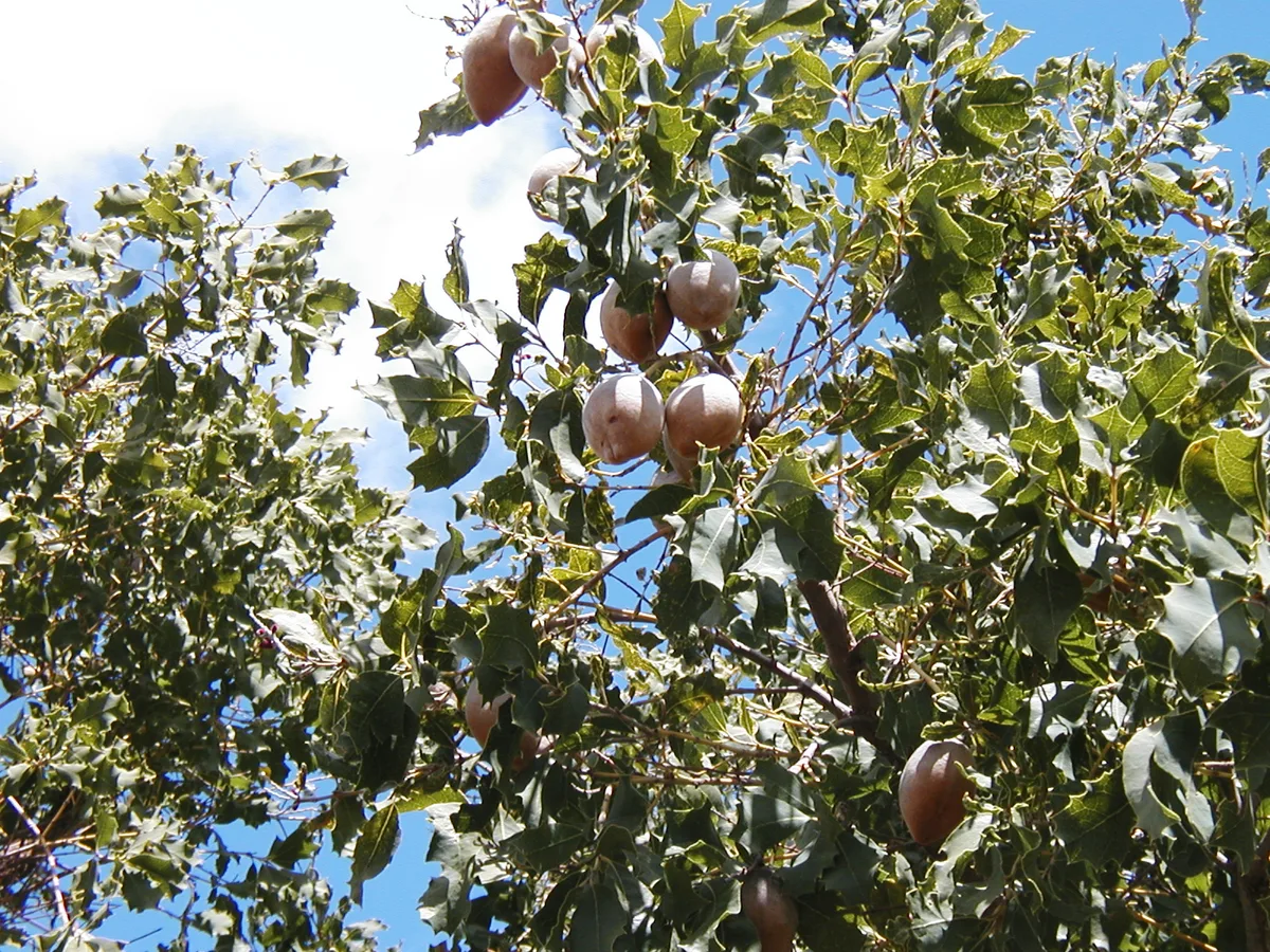 Western Woody Pear