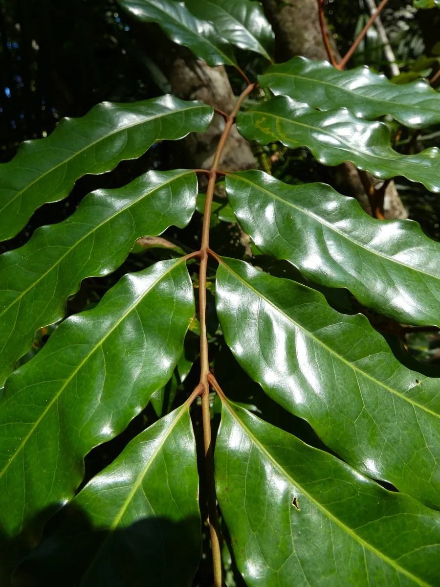 Queensland Silky Oak (Cardwellia sublimis)