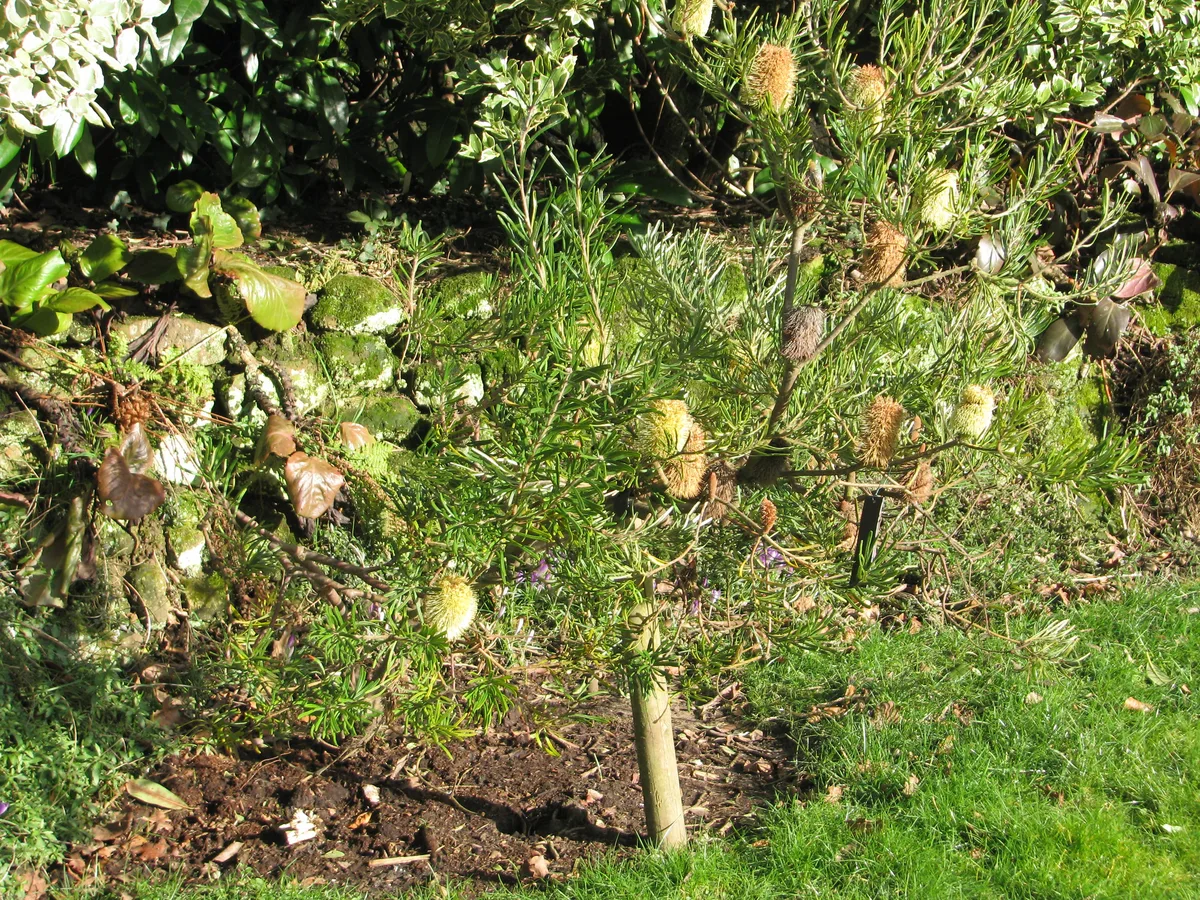 Australian Honeysuckle (Banksia marginata var. marginata)