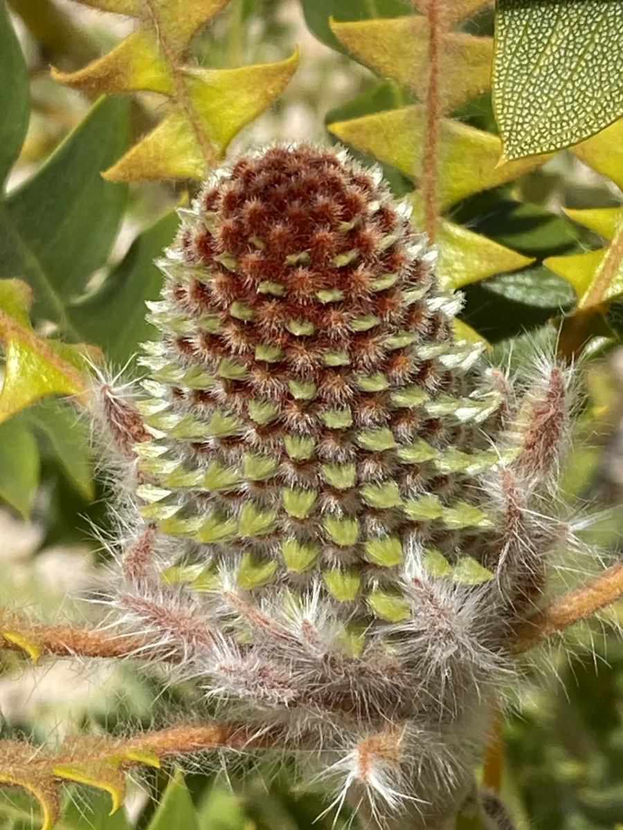 Western Australian Banksia