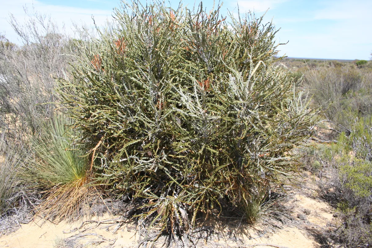 Swordfish Banksia (Banksia elderiana)