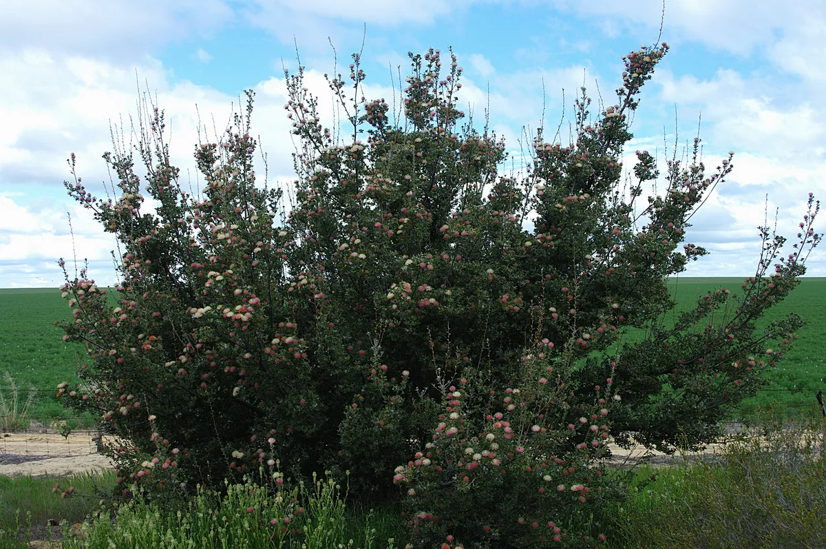 Matchstick Banksia (Banksia cuneata)