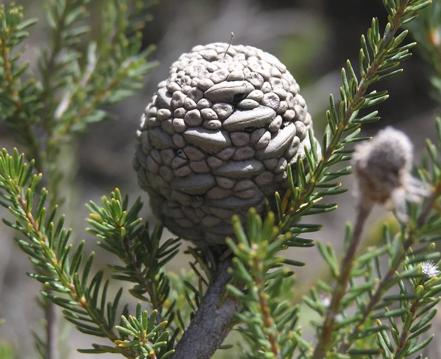 Wongan Hills Banksia (Banksia pulchella)