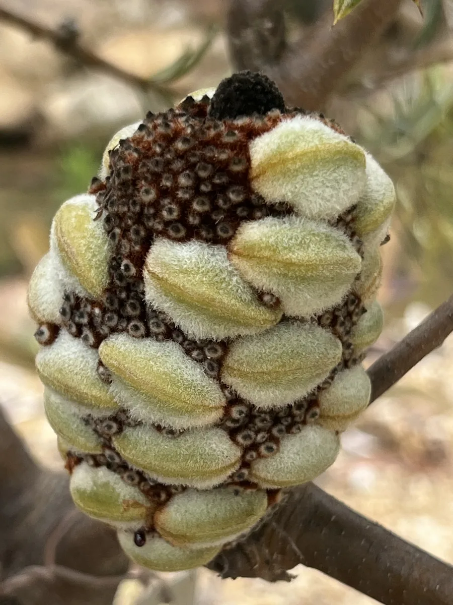 Eastern Mountain Banksia (Banksia canei)