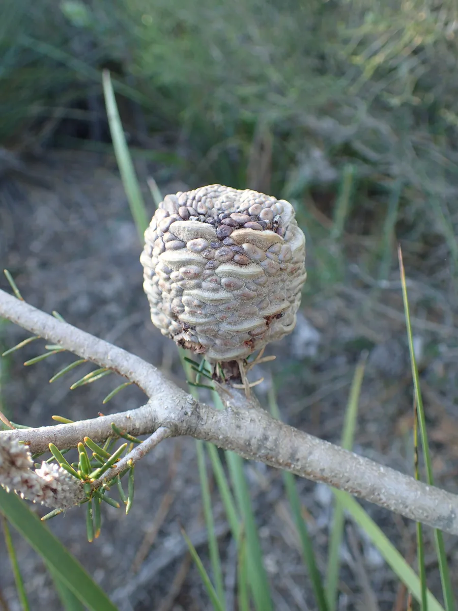 Southern Plains Banksia (Banksia meisneri)