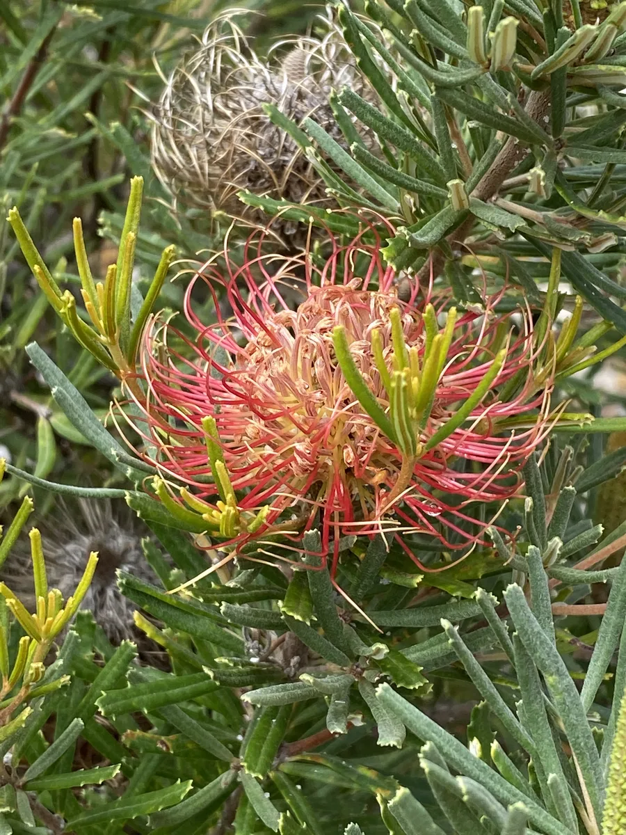 Red Swamp Banksia