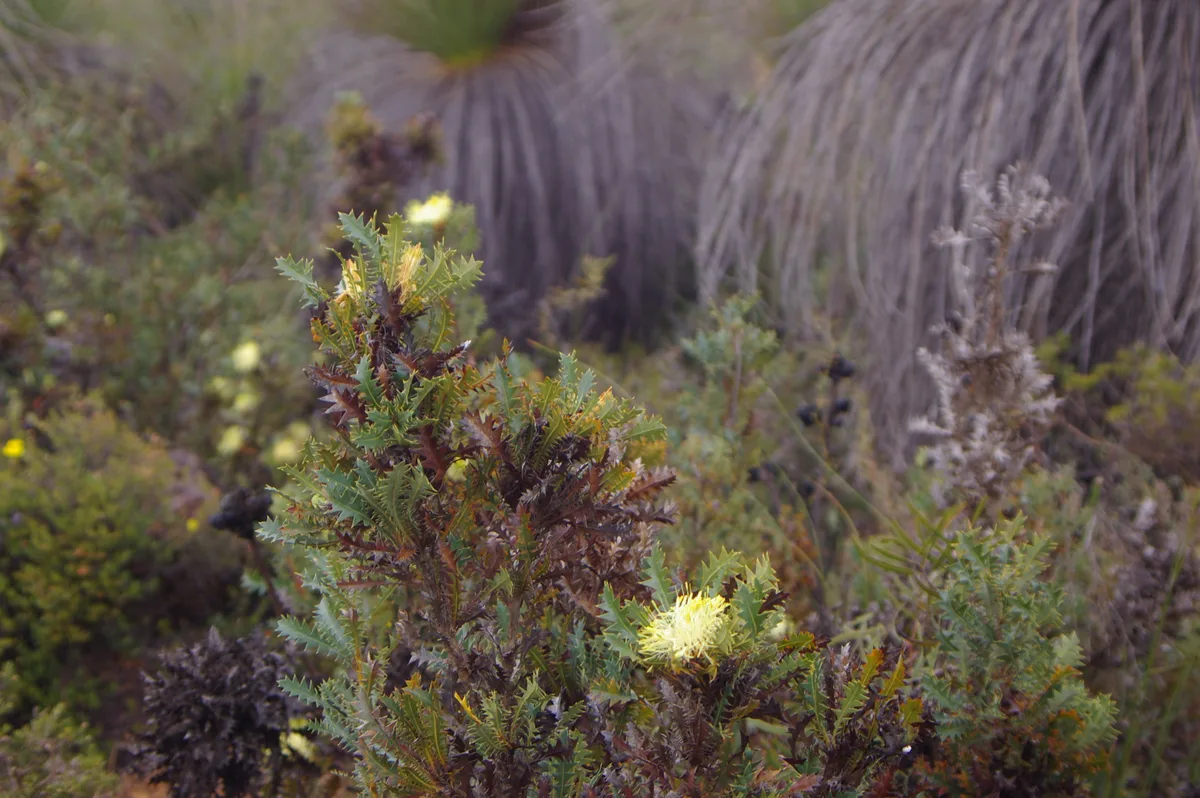 Prickly Dryandra (Banksia armata)