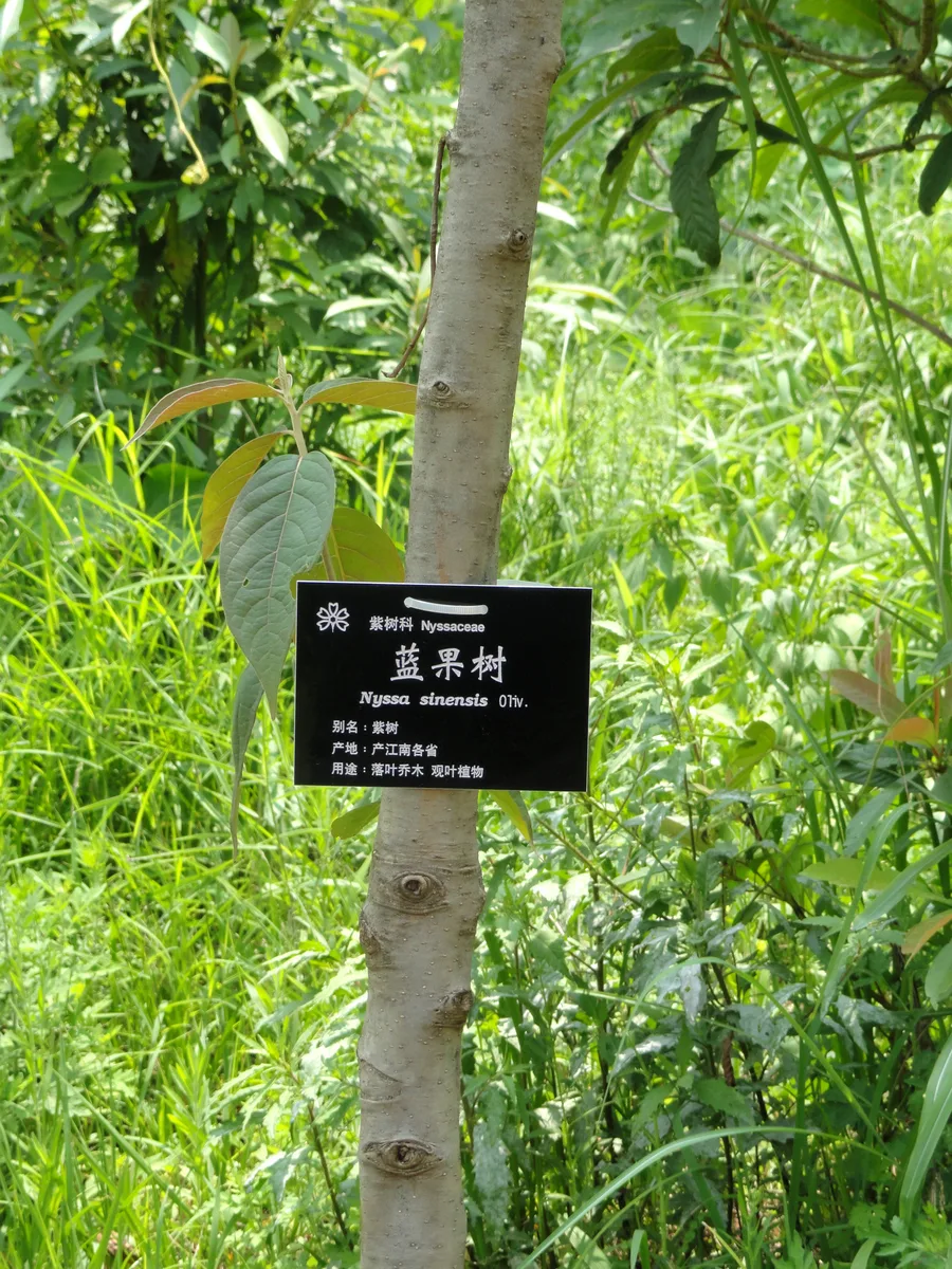 Chinese Tupelo (Nyssa sinensis)