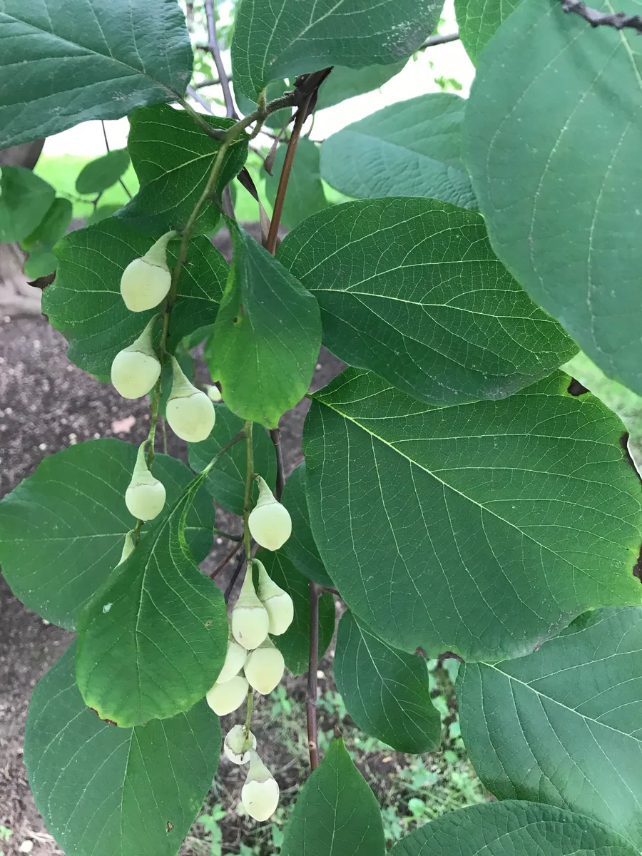 Fragrant Snowbell
