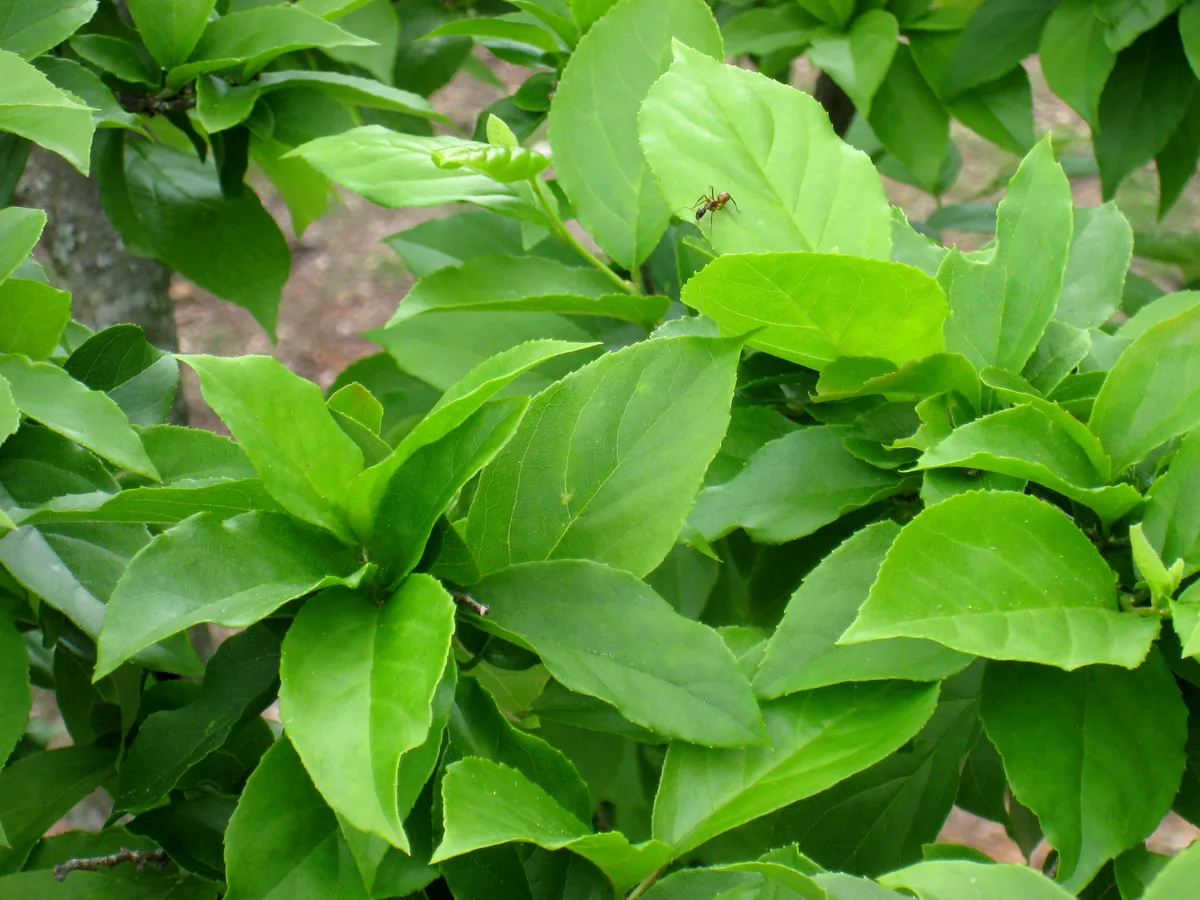 Jacktree (Sinojackia rehderiana)