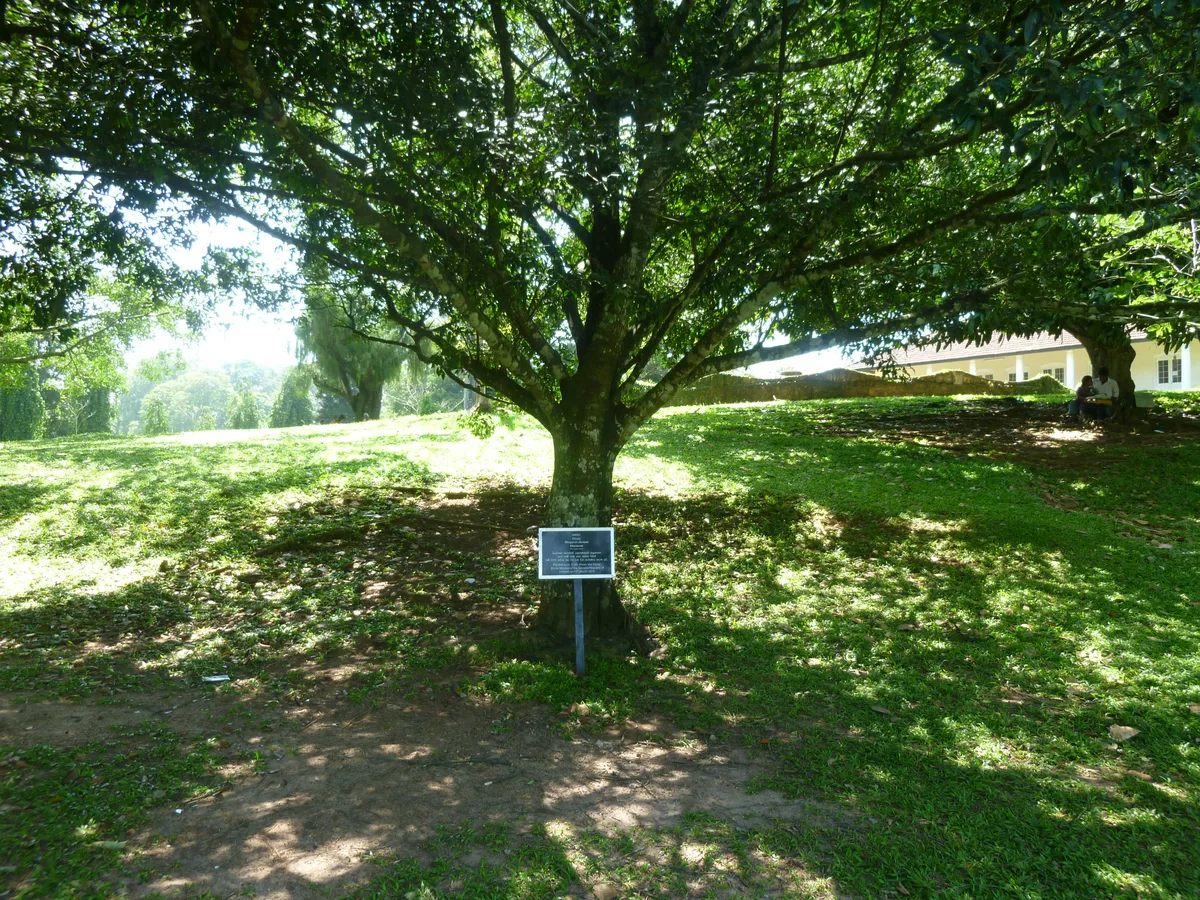 Ceylon Ebony (Diospyros ebenum)