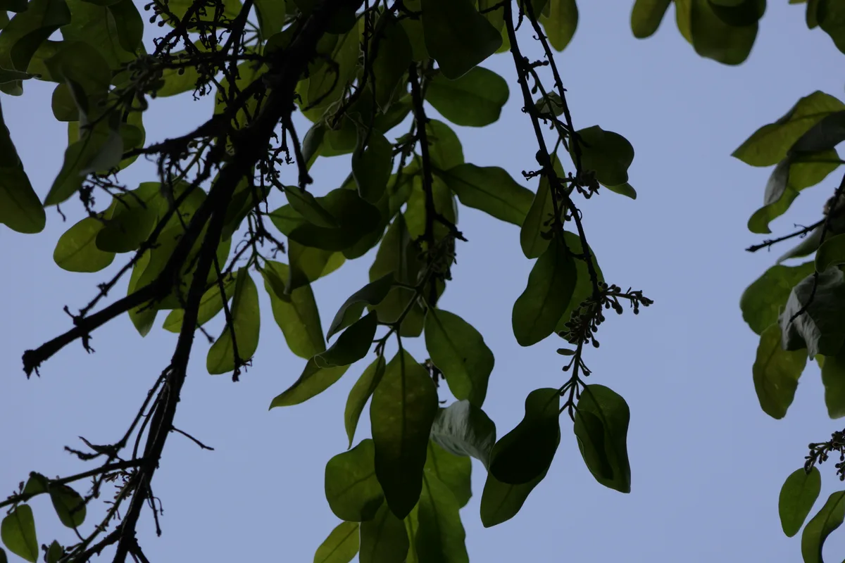 Indian Persimmon (Diospyros melanoxylon)