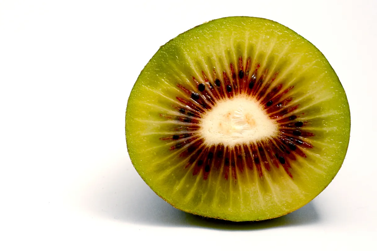 Red Kiwi (Actinidia melanandra)