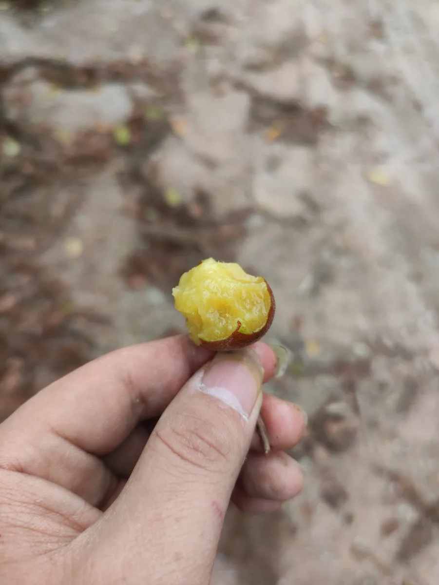 Chinese Gooseberry (Actinidia chinensis)