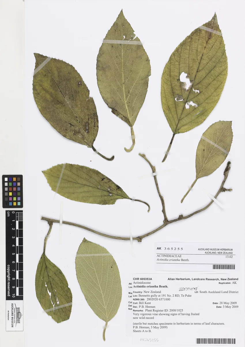 White Kiwi (Actinidia eriantha)