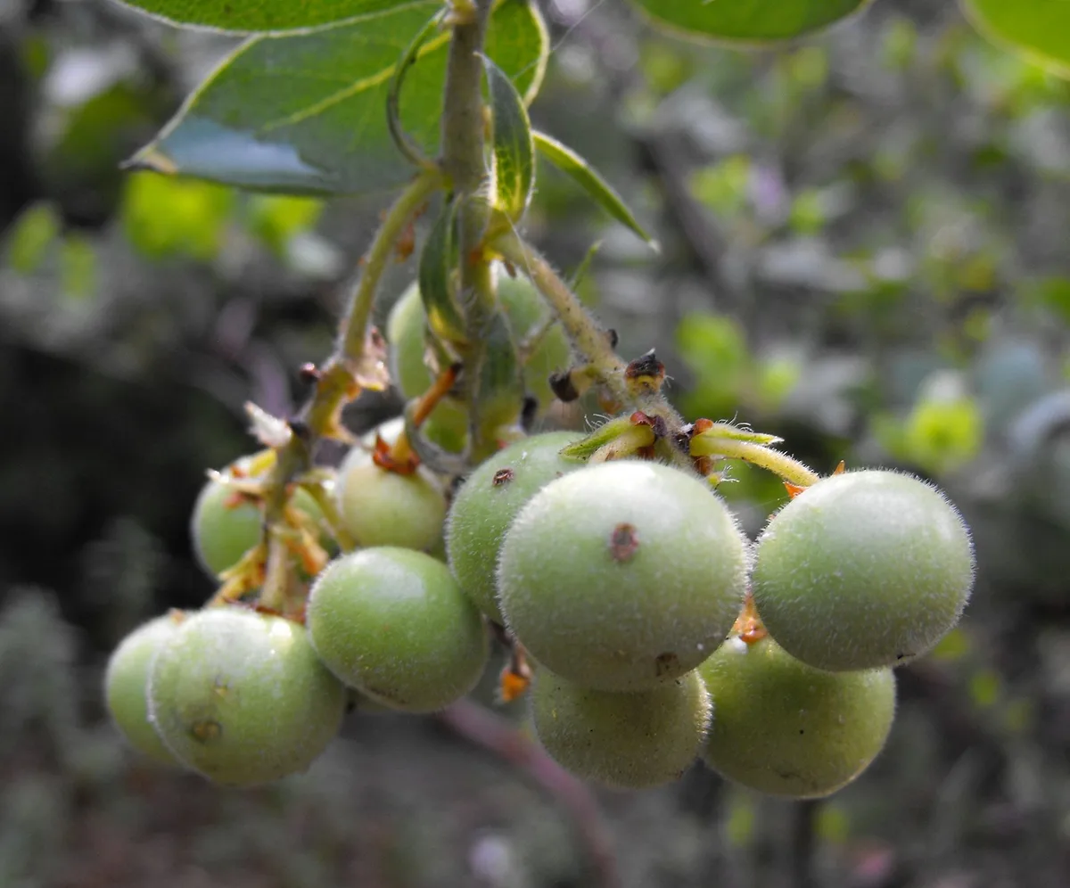 Island Manzanita