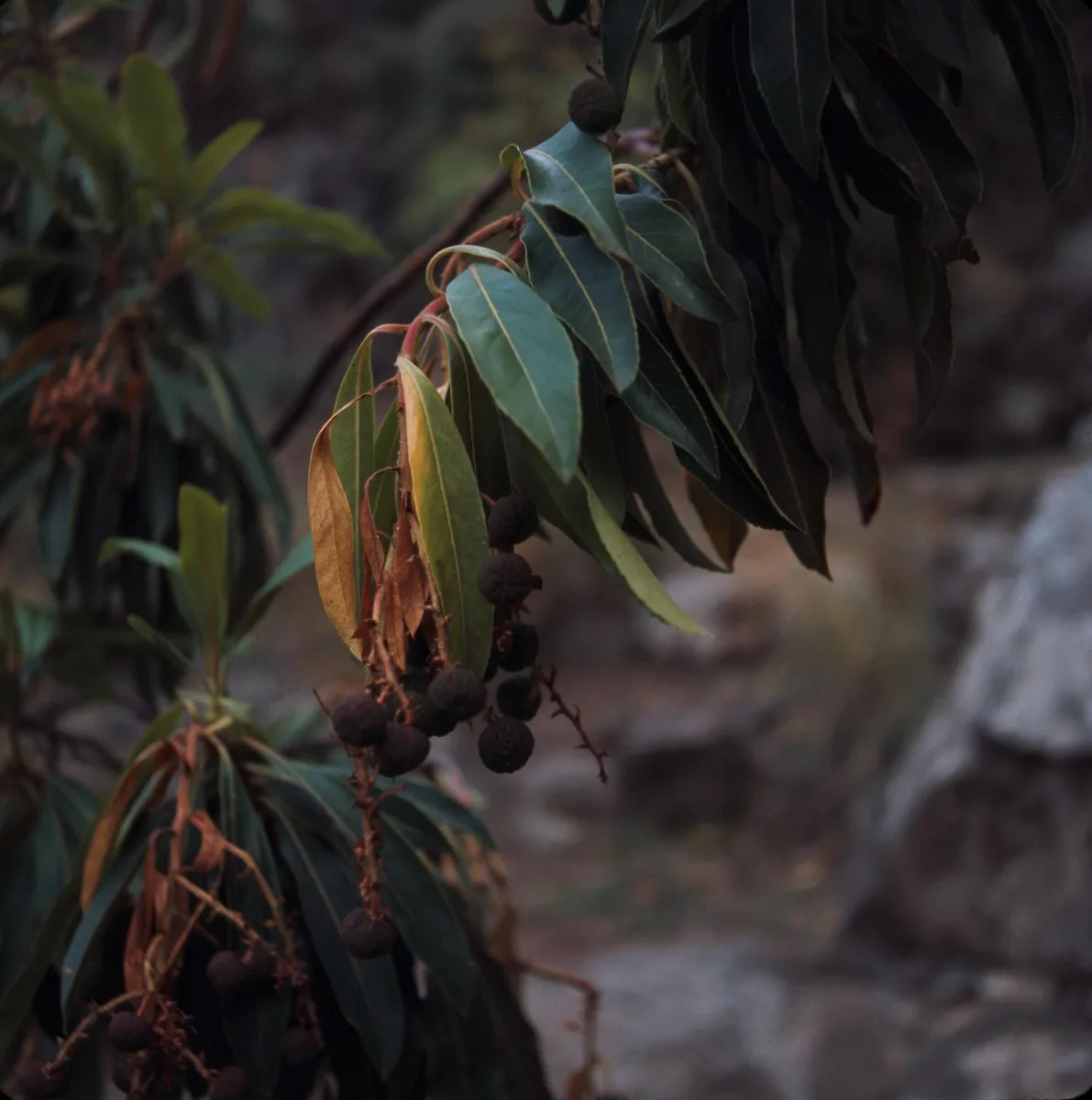 Canary Strawberry Tree (Arbutus canariensis)