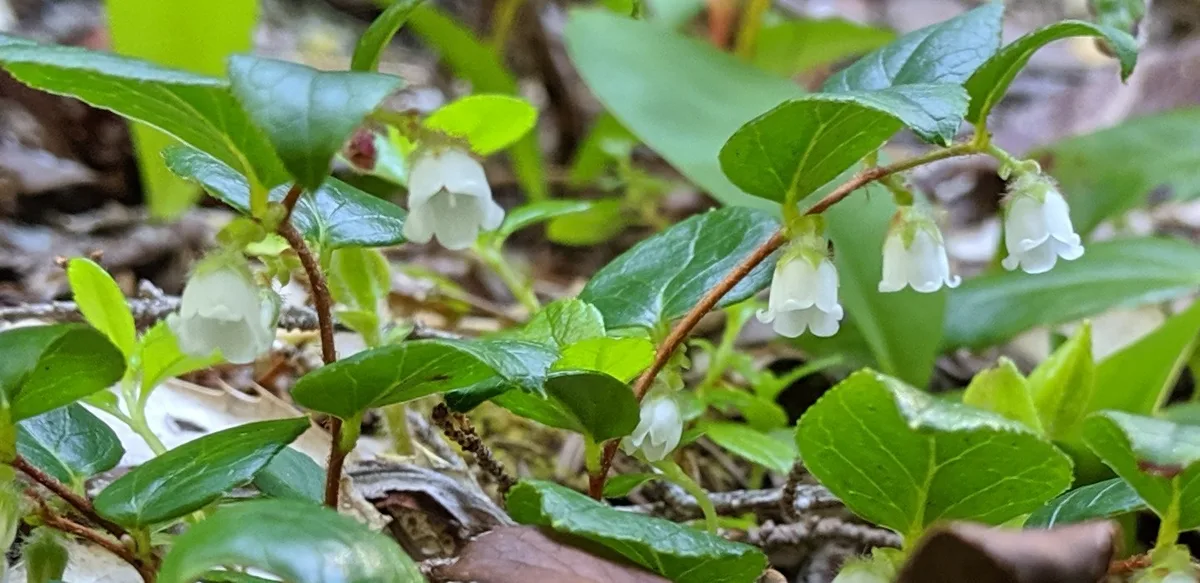 Shallon Wintergreen
