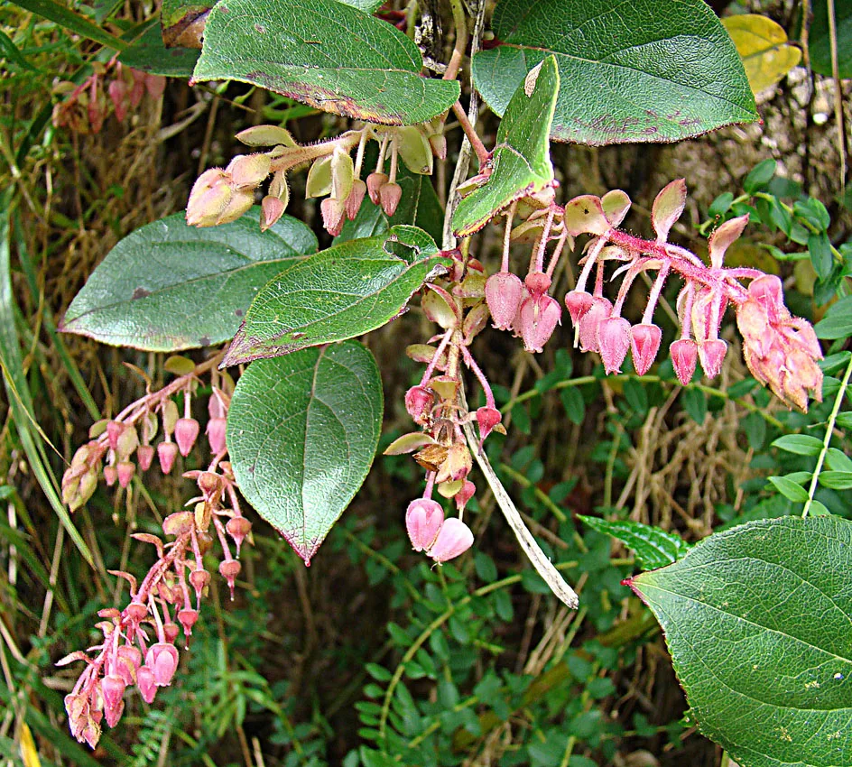 Checkerberry (Gaultheria erecta)