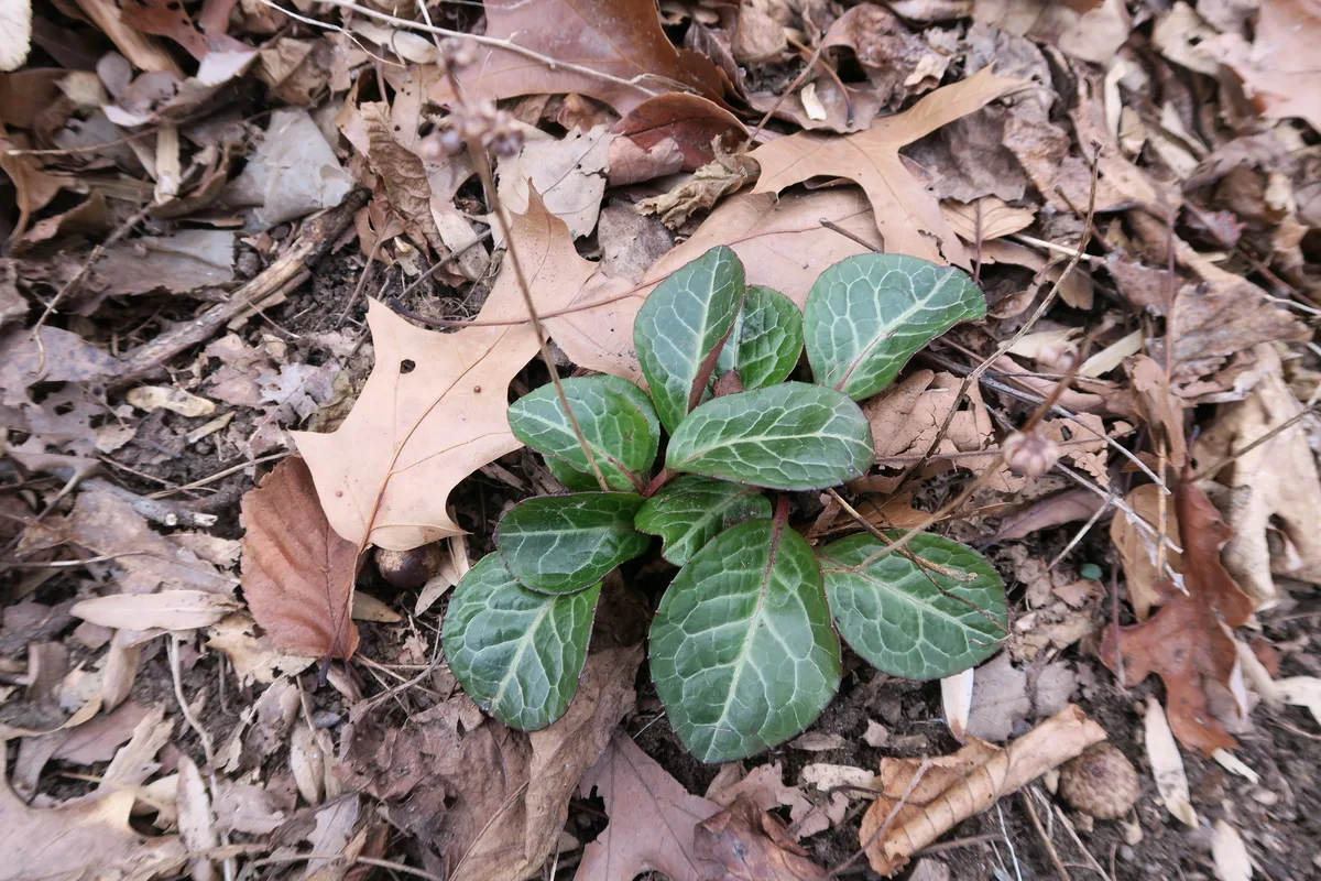 Roundleaf Wintergreen (Pyrola americana)