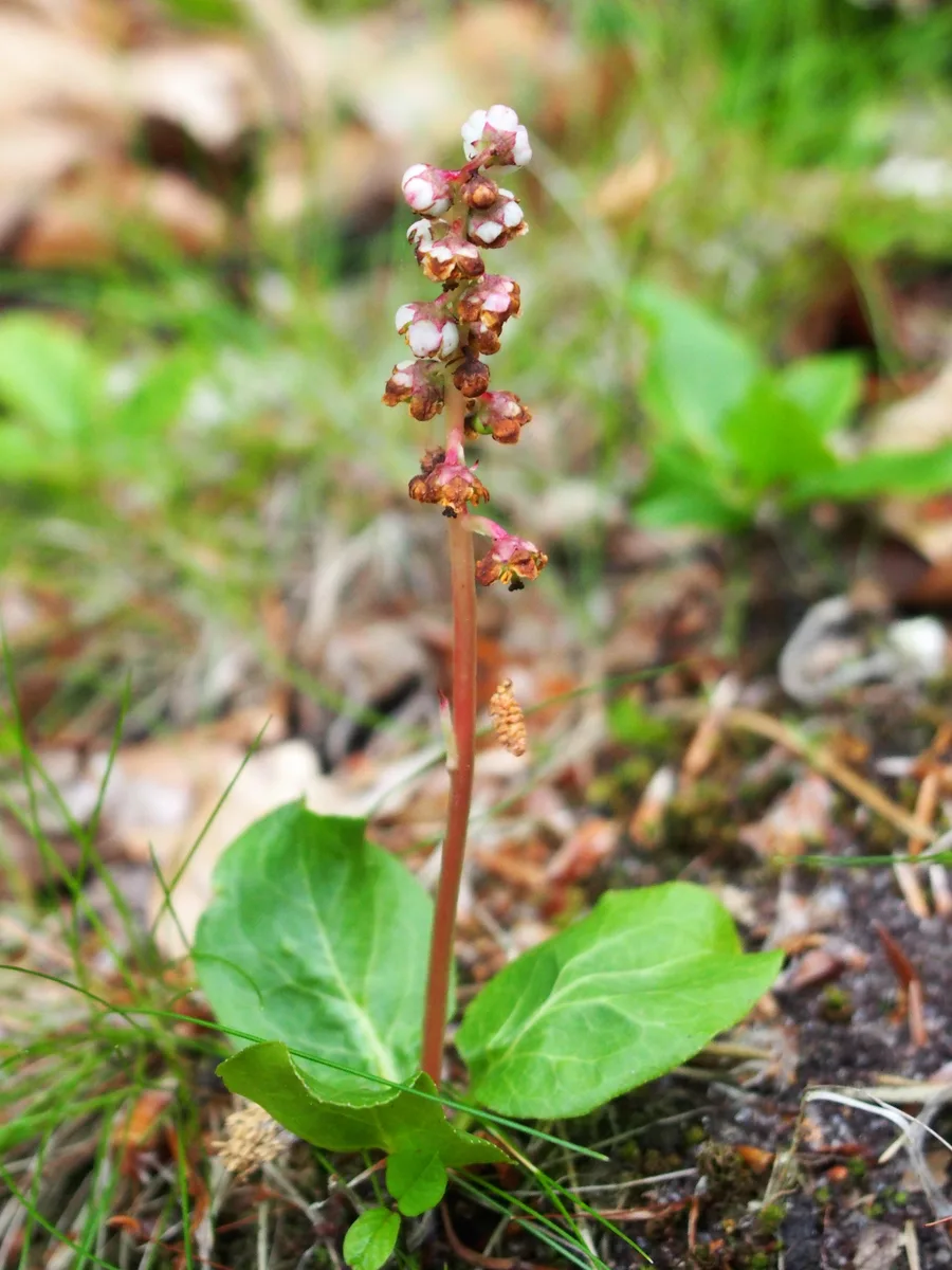 Waxflower Shinleaf (Pyrola minor)