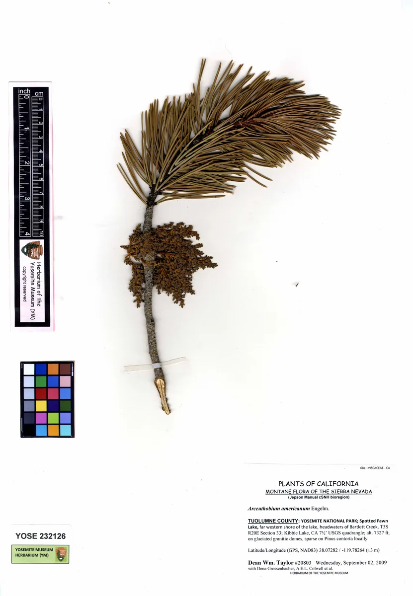 Pinemat (Arceuthobium americanum)