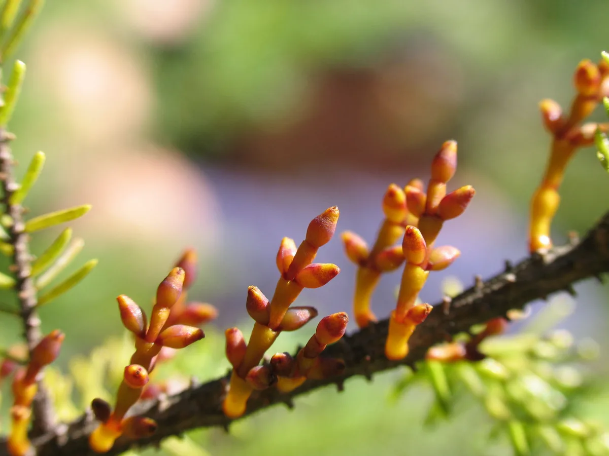 Eastern Dwarf Mistletoe (Arceuthobium pusillum)