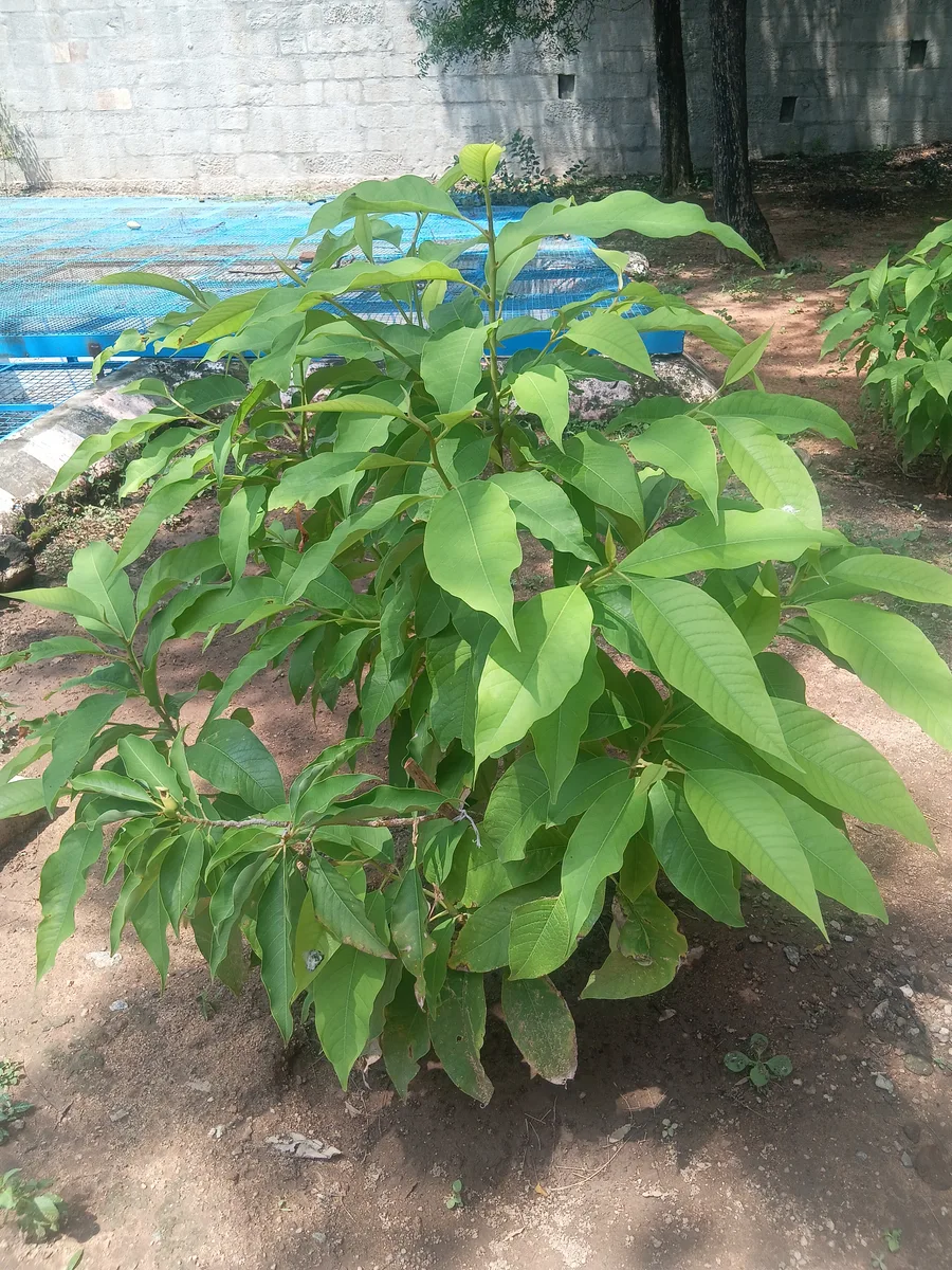 Yellow Sandalwood